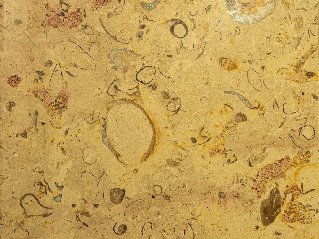 Fossils in limestone