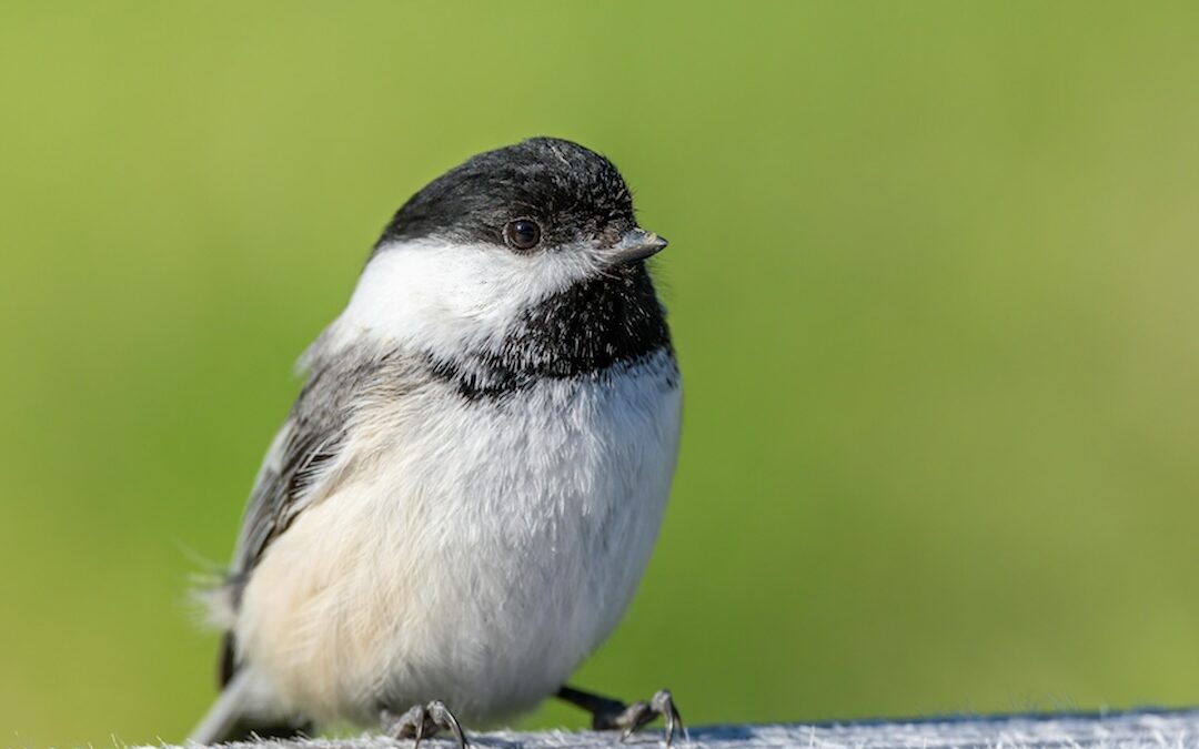 Wild Birds and Window Collisions