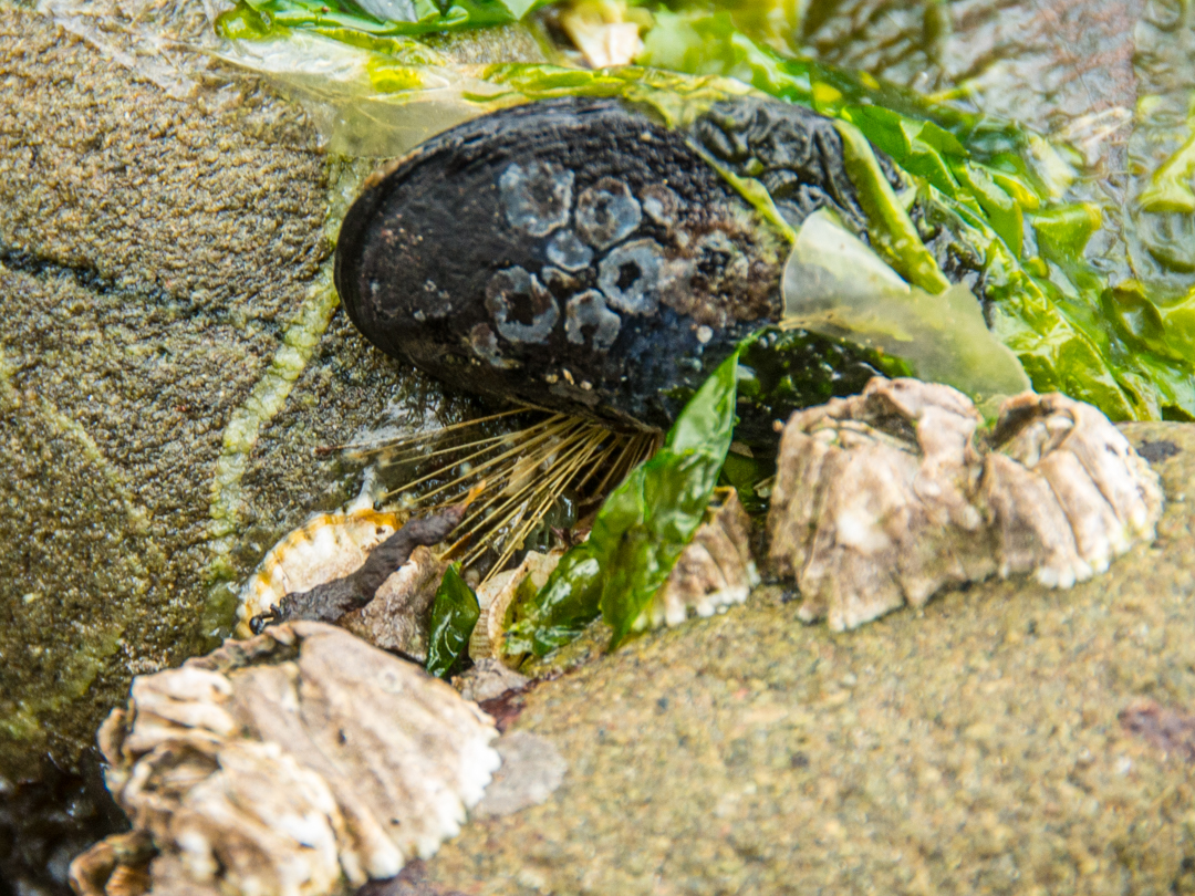 A mussel with its byssal threads holding it to a rock A mussel with its byssal threads holding it to a rock