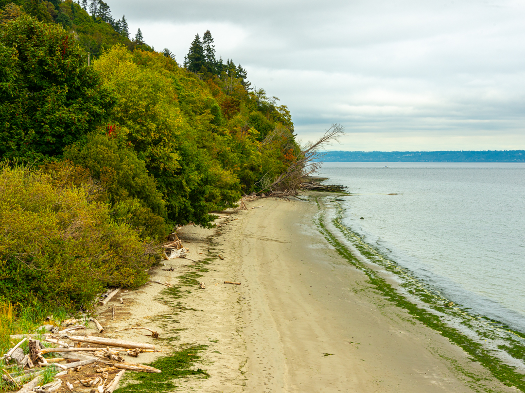beach and adjacent vegetation