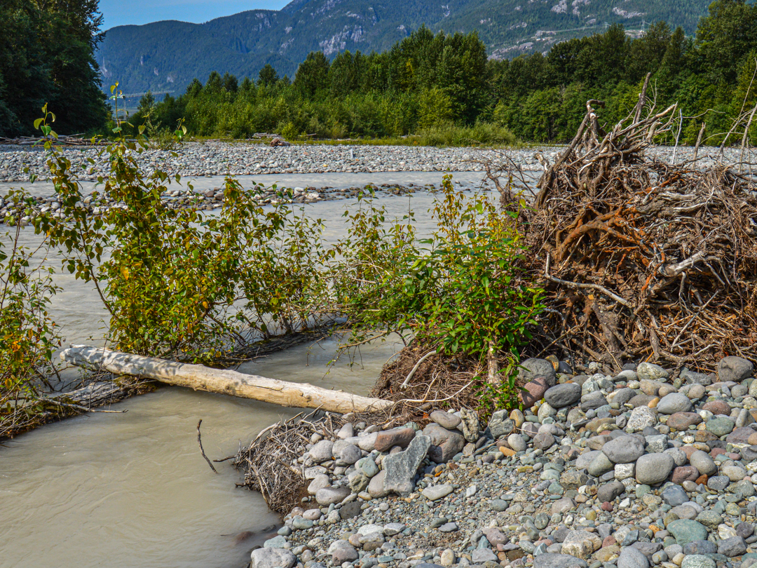 Large woody debris on a river