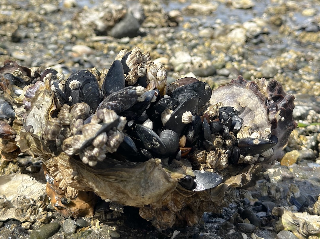mussels clinging to a solid clump of ruffled Pacific oysters. mussels clinging to a solid clump of ruffled Pacific oysters.