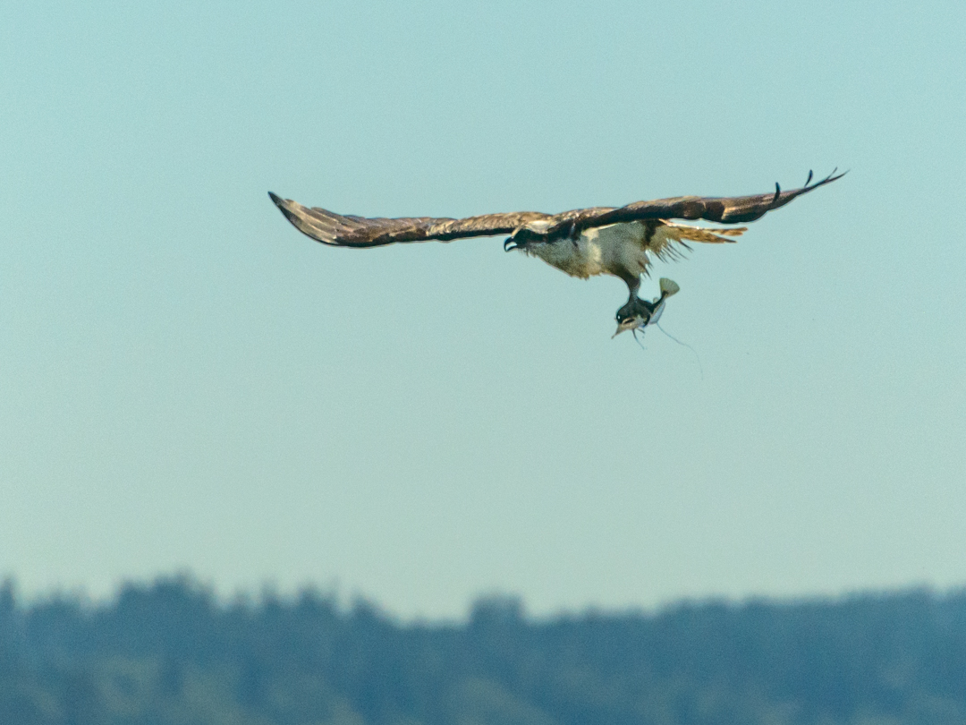 Osprey with prey