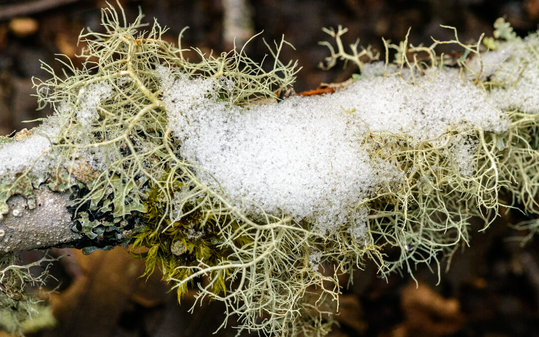 High-flying Lichens