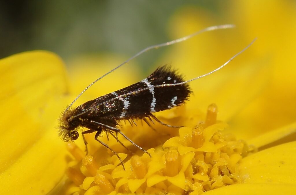 Dance of the Fairy Moth