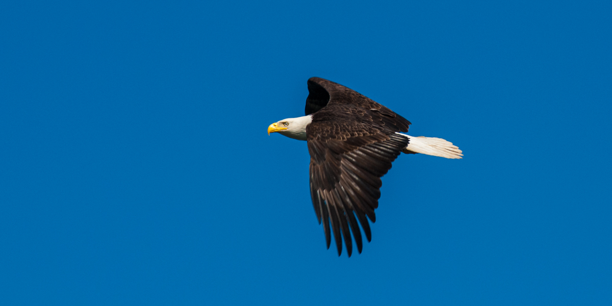 Bald eagle soaring