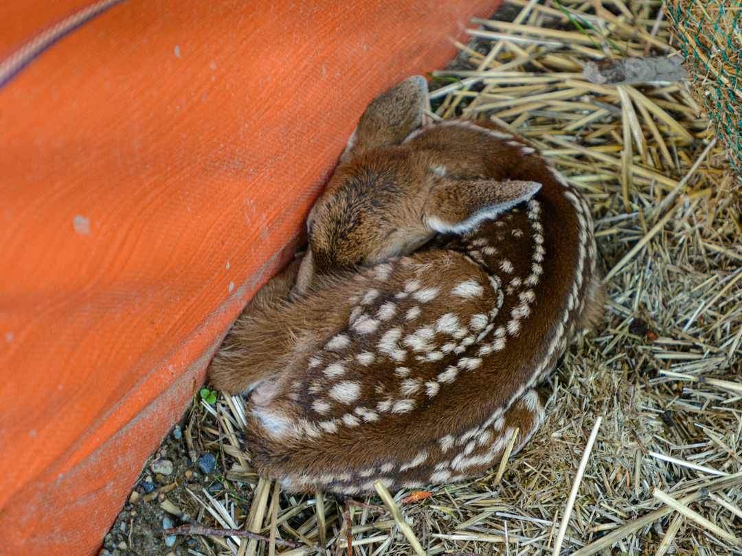 Deer fawn playing dead
