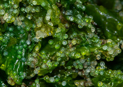 Herring eggs on kelp