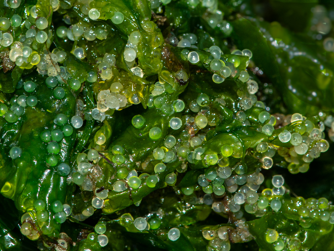 Herring eggs on kelp