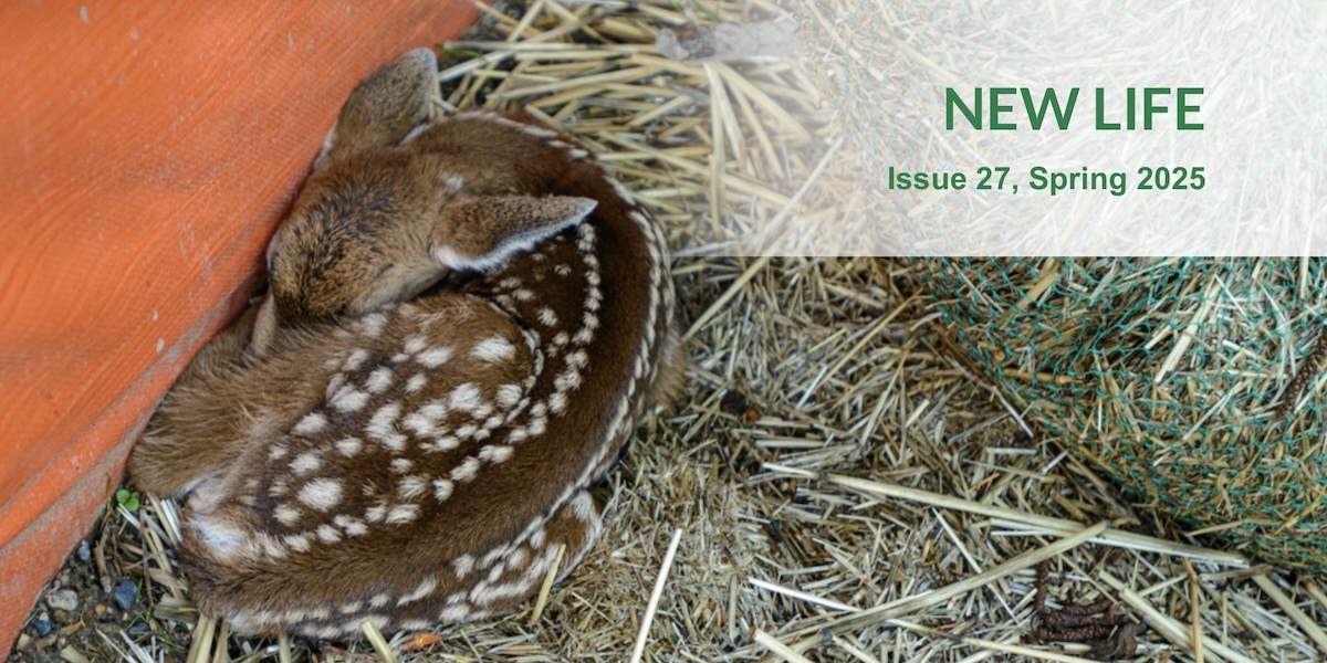 Young fawn playing dead