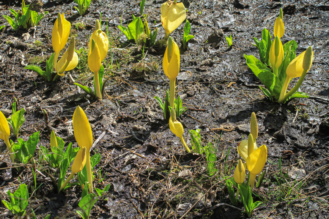 Wetland is home for skunk cabbage