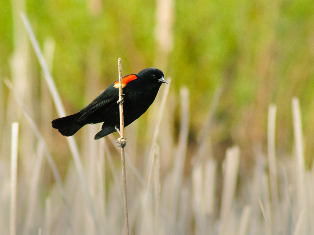 Red-winged blackbird in wetland