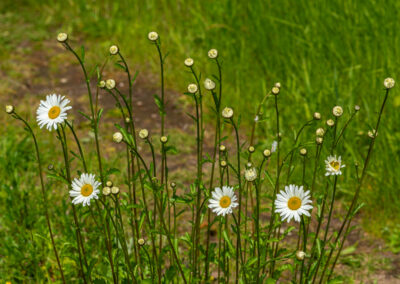 Daisy flowers