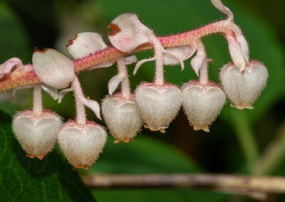 Salal flowers