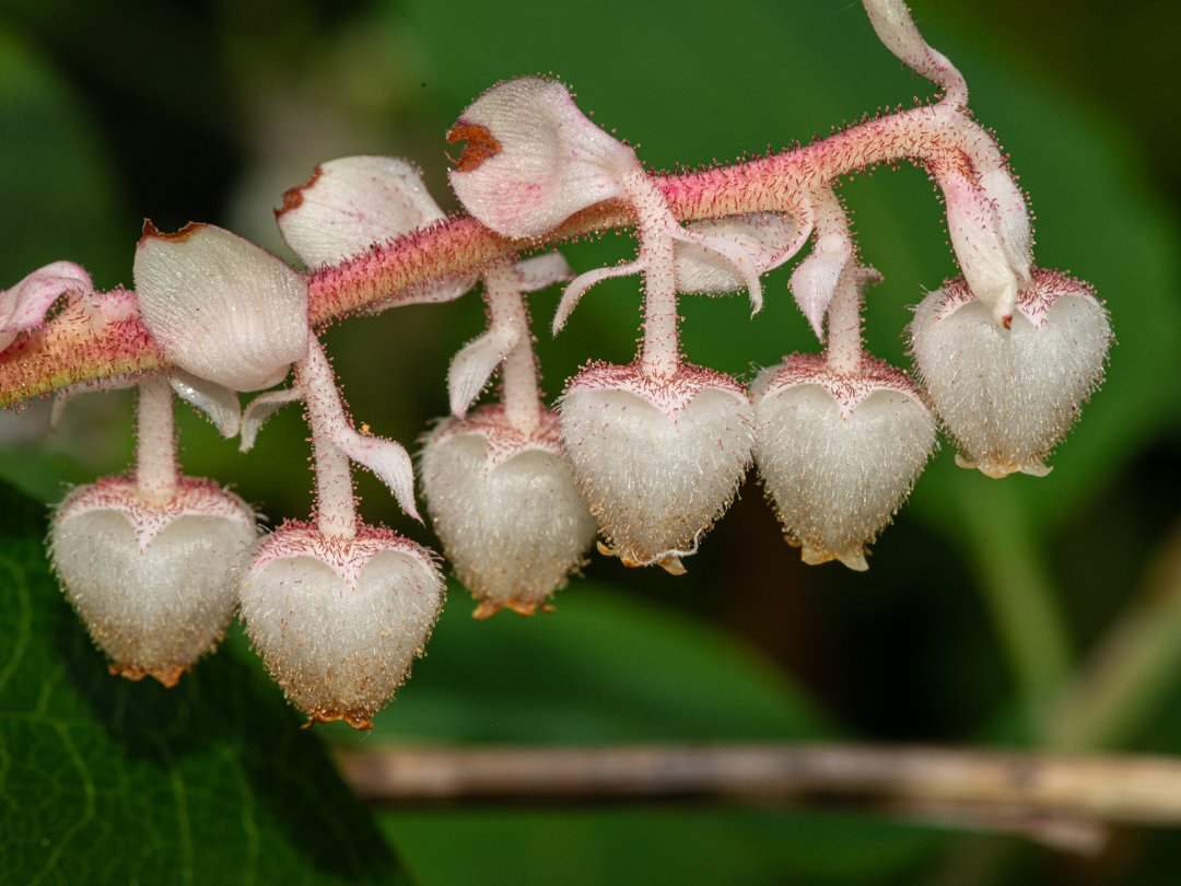 Salal flowers