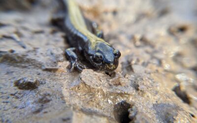 Salish Sea Salamanders
