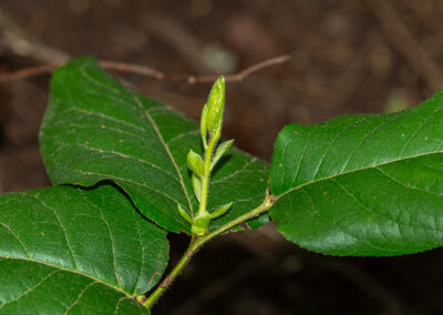 Salal bush with new growth
