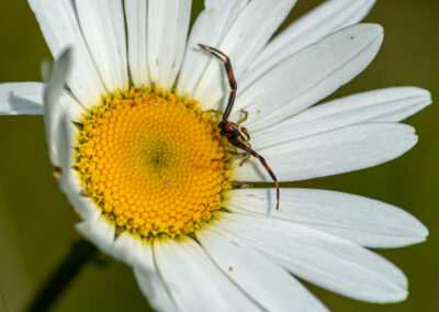 Crab spider on daisy flower