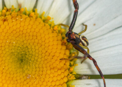Crab spider on daisy flower