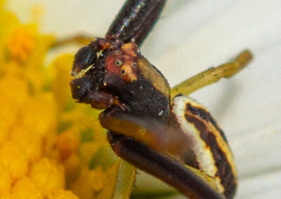 Crab spider on daisy flower