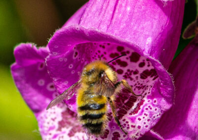 Bee on foxglove flower