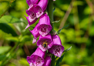 Bee on foxglove flower