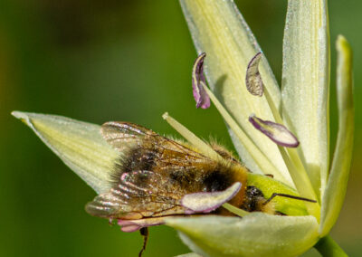 Bee on camas flower