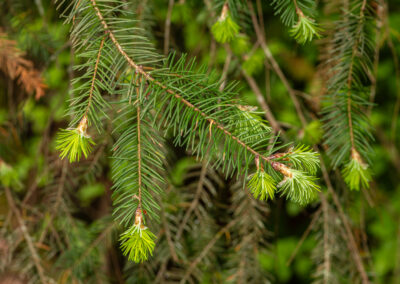 Hemlock tree sprouting new needles