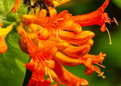 Bee on orange honeysuckle