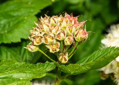 Pacific ninebark older flowers