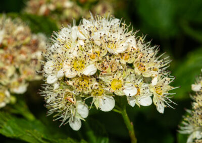 Pacific ninebark plant flowering