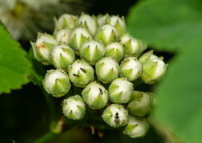 Pacific nineback flower buds
