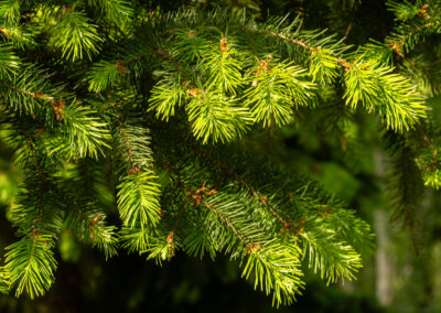 Douglas fir tree sprouting new needles