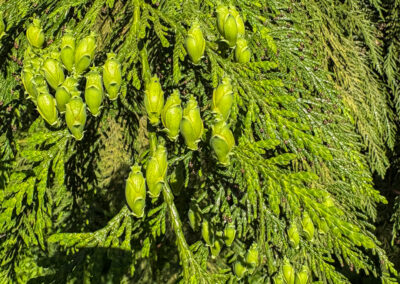 Tiny cones on cedar tree