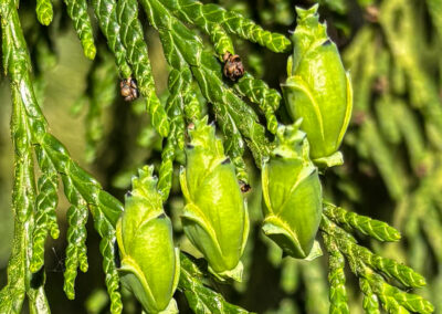 Close-up of tiny cones on cedar tree