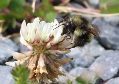 Bumblebee on flower