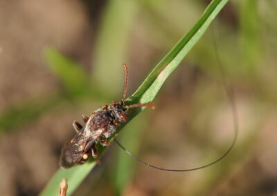 Bee on grass blade