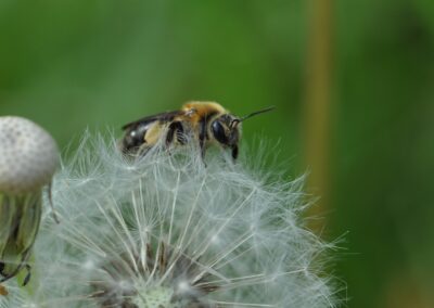 Bee on dandelion seeds