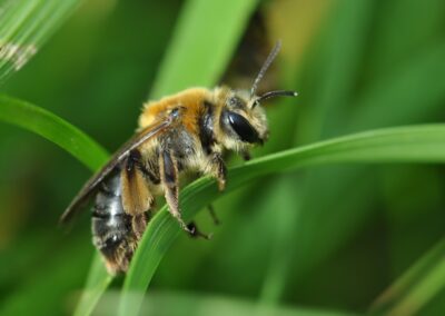 Ground nesting bee on blade of grass
