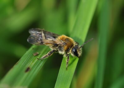 Ground nesting bee