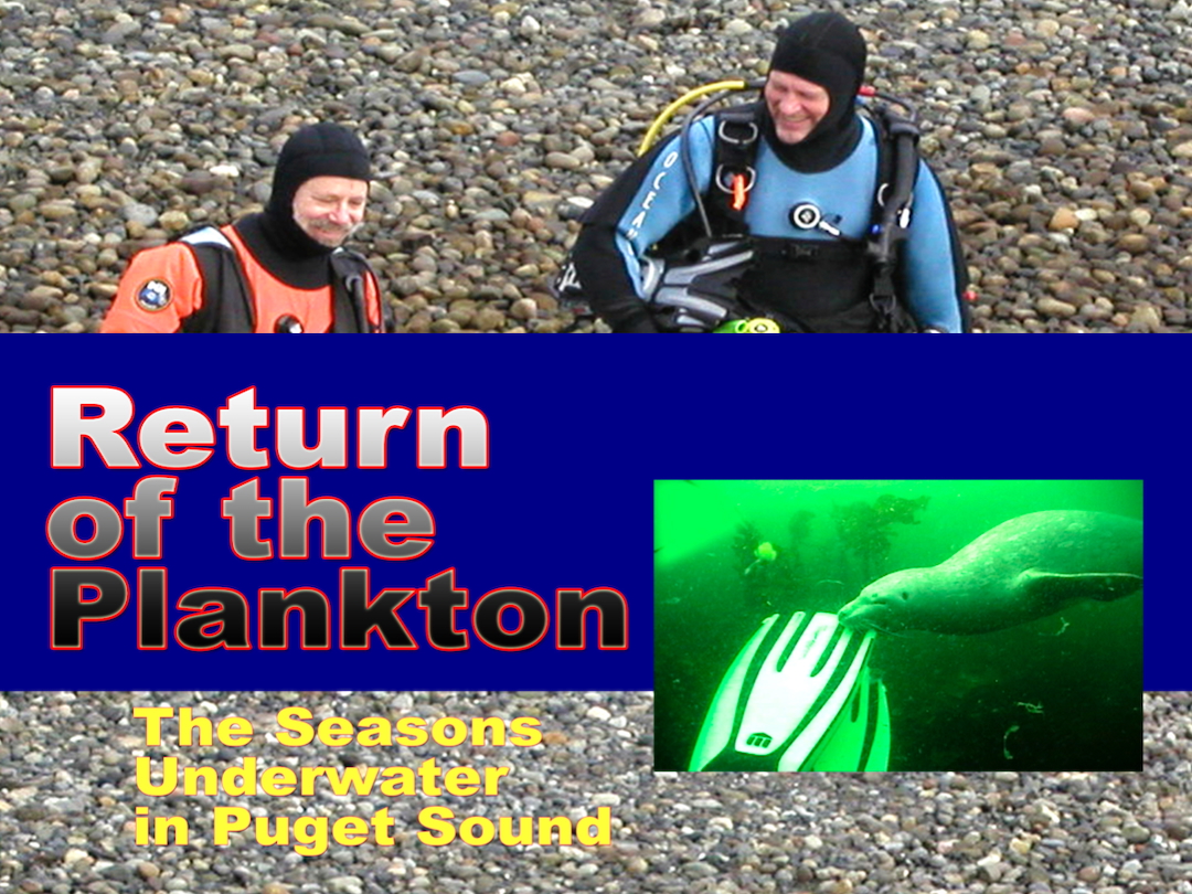 Return of the Plankton