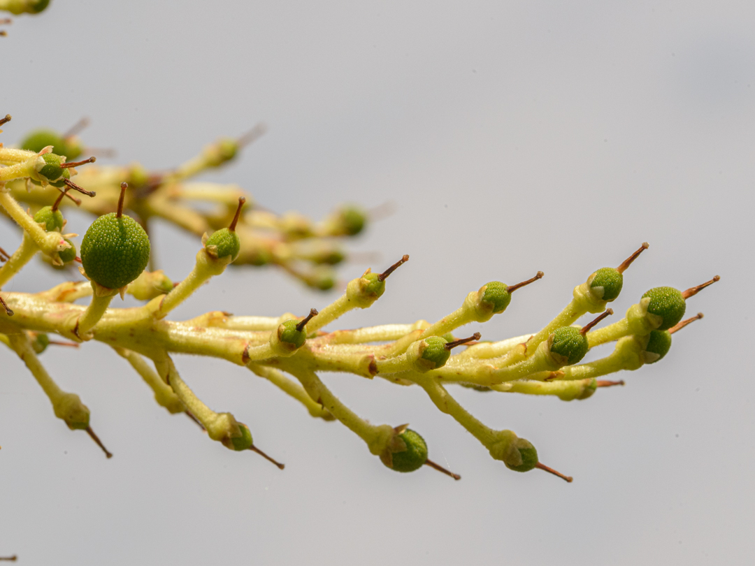 Berries on a madrone (arbutus) tree