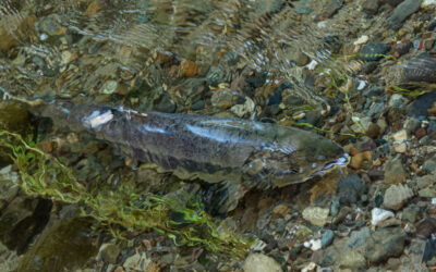 Blush Before the Salmon