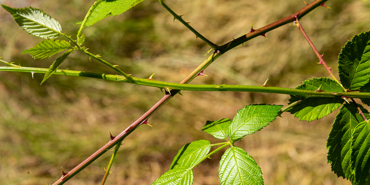 Blackberry bramble