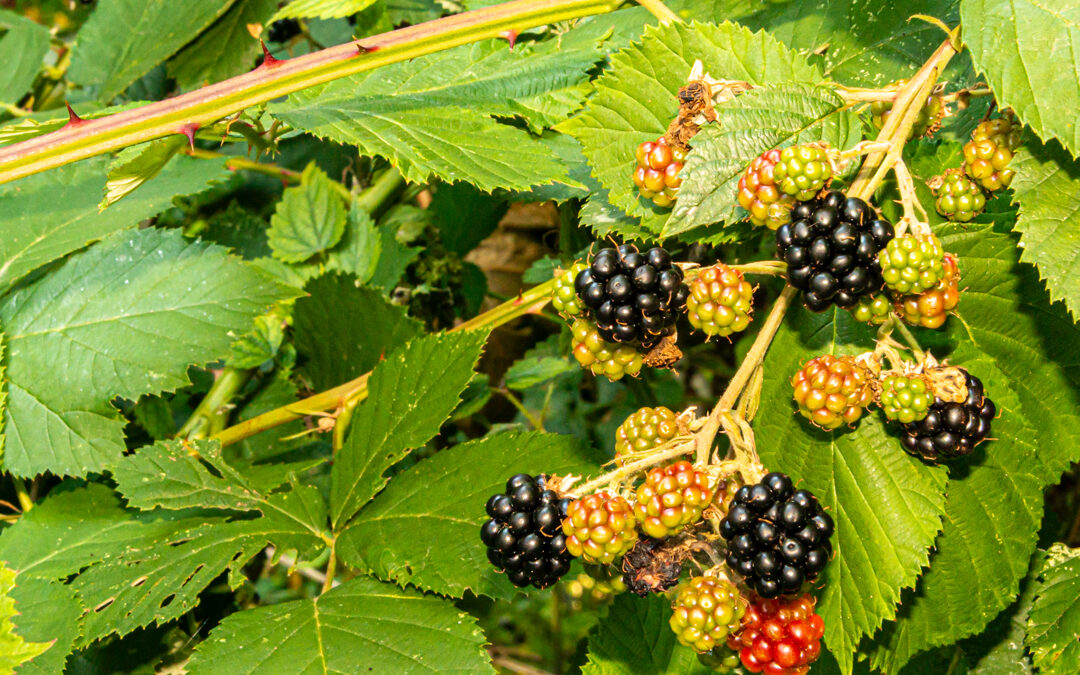 Blackberries of the Salish Sea