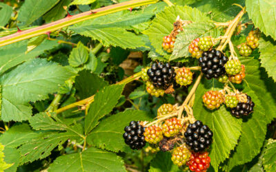 Blackberries of the Salish Sea
