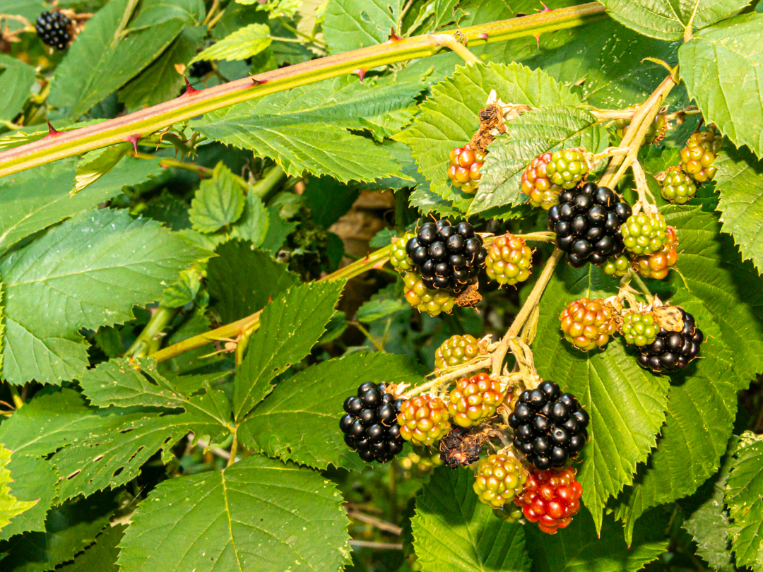 Himalayan blackberries