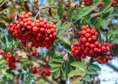 Mountain ash ripe berries