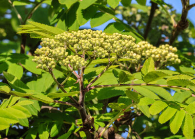 Mountain ash flower buds