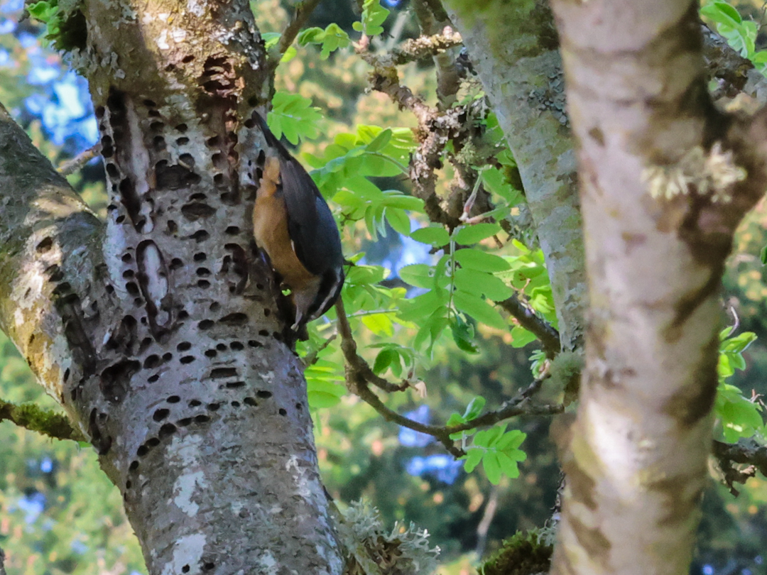 Red-breasted nuthatch